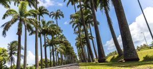 Zahrada ubytování Domaine fleurs de bananes