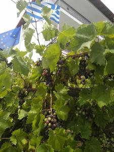un montón de uvas creciendo en una vid en Pension Olympus, en Litóchoron