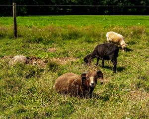 Gallery image of Tranquility Farm in Dalfsen +17 photos