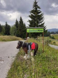 Zvířata v apartmánu nebo okolí