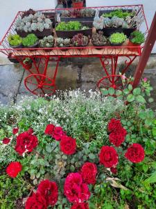 Zahrada ubytování Apartman Bajina Basta + 4 fotografie