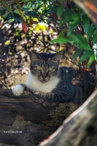 Un gatto è seduto su un ramo di un albero di Villa Rosseno - Evelyn Private pool and Garden a Yogyakarta