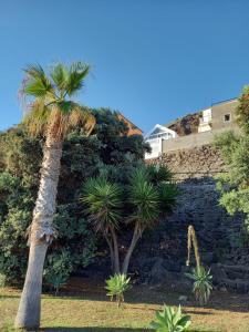 two palm trees in front of a stone wall at CASA DO MAR in Jardim do Mar
