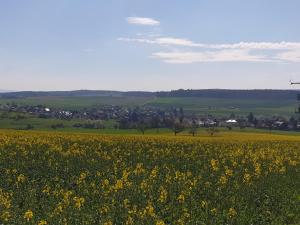 un campo de flores amarillas con una ciudad al fondo en Pension Zum Adler, en Limbach