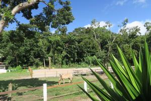 a donkey standing in a field near a fence at Ranch Black Horse in Les Trois-Îlets