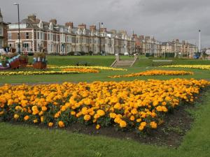 a field of yellow and orange flowers in a park at Seafront Apartments in North Shields +2 photos