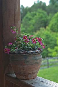 una maceta de flores sentada en el alféizar de la ventana en Shirley's Bed And Breakfast, en Roanoke