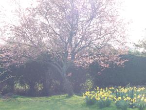 a tree in the middle of a field of flowers at Strenneth in Fersfield
