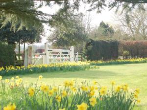 a garden with yellow flowers and a white fence at Strenneth in Fersfield