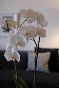 un grupo de flores blancas en un jarrón en Appartement d'Hôtes Temps de Pause, en Lautrec
