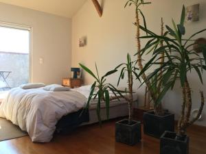 1 dormitorio con 2 macetas y 1 cama en Appartement d'Hôtes Temps de Pause, en Lautrec