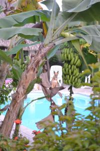 Piscine de l'établissement Pension De La Plage ou située à proximité