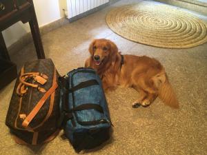 a brown dog laying on the floor next to luggage at Casa Rural La Picota in Valverde de la Vera