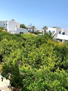 un arbusto verde con edificios en el fondo en Rodia Studios & Apartments, en Parikia