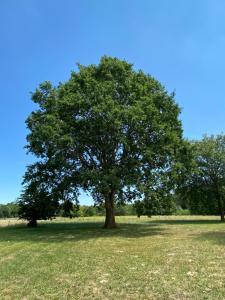 een grote boom in een grasveld bij Het Beregoed in Malden