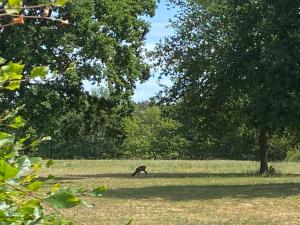 een aap die in een veld naast een boom loopt bij Het Beregoed in Malden