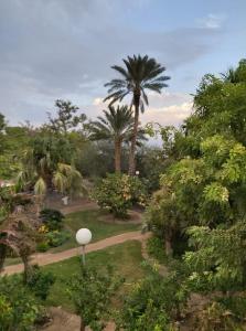 un parc avec des palmiers et un chemin dans l'établissement Rivkas zimmer, à Ein Gedi