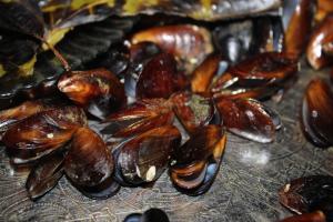 a group of mussels sitting on top of a table at Lukas's house in Kobuleti