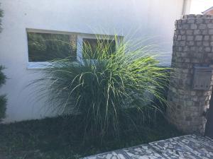 Aed väljaspool majutusasutust Apartmani Spasić