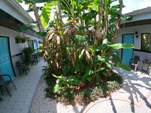 a large plant in the middle of a courtyard at Hotel Perico Azul & Surf Camp in Jacó
