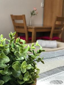 Letto o letti in una camera di Pension Crhan