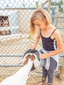 een jong meisje dat een geit aait in een kooi bij Wallaroo Holiday Park in Wallaroo