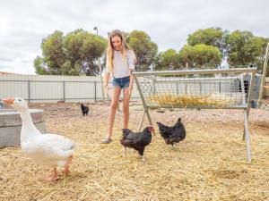 a woman standing in a cage with chickens and ducks at Wallaroo Holiday Park in Wallaroo