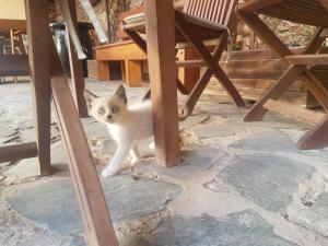 a white cat standing under a wooden table at Villa La Vista de Tefia in Tefía