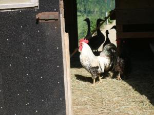 a group of chickens standing in hay in a barn at Moorwiesenhof in Ostrach