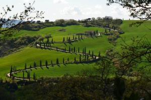 una colina con cipreses en un campo verde en Val d'Orcia nel Borgo, en Castiglione dʼOrcia