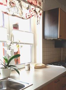a kitchen with a sink and a plant on a counter at Apartament Leśny in Szczejkowice