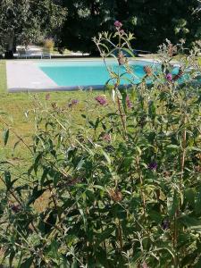 a bush with purple flowers in front of a pool at Il Nido in Lucca