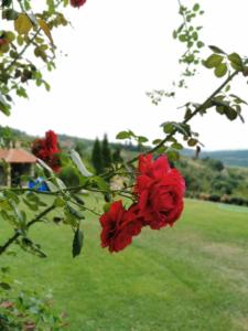 Ein Haufen roter Rosen hängt an einem Baum in der Unterkunft Domaćinstvo Sinđelić in Ivanjica