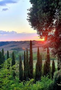 a group of trees in a field at sunset at Laticastelli Country Relais in Rapolano Terme