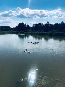 Vecsaule的住宿－Jaunbirzes，一群鸭子在湖中游泳