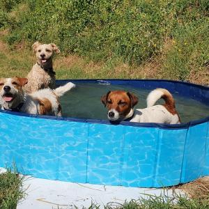 Tre cani sono seduti in una piscina d'acqua di Fattoria di Cintoia a Pontassieve
