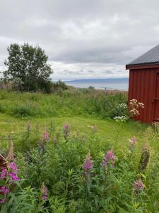 un campo con flores púrpuras y un edificio rojo en Bestemorhuset, en Kariel