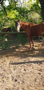 un cavallo marrone con un cappello in testa di Villa Mainardi Agriturismo a Camino al Tagliamento