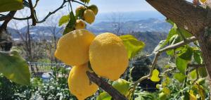 Afbeelding uit fotogalerij van Agriturismo Sant'Anna in Sanremo