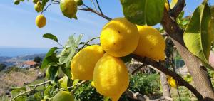 Afbeelding uit fotogalerij van Agriturismo Sant'Anna in Sanremo