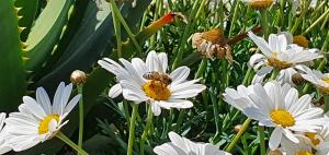 Afbeelding uit fotogalerij van Agriturismo Sant'Anna in Sanremo