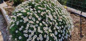 Afbeelding uit fotogalerij van Agriturismo Sant'Anna in Sanremo