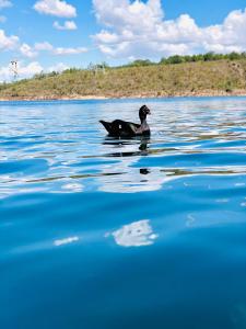 um pato a nadar num corpo de água em Pousada Marina do Farol em São José da Barra