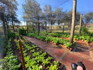 リベイラン・クラーロにあるPousada Fazenda Pinhalzinhoの沢山のレタスを持つ庭園