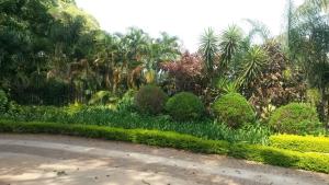 St George's Guest House في تزانين: طريق في حديقة فيها اشجار وشجيرات