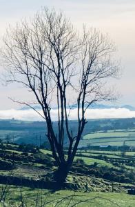 Foto de la galeria de The Collins,Our View from The Top a Listowel