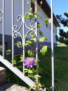 Fotografie z fotogalerie ubytování Axtburg Apartments v destinaci Bérbaltavár