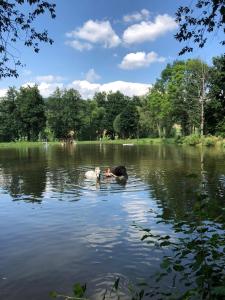 Der Swimmingpool an oder in der Nähe von Statek Straňovice