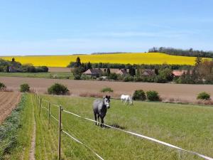 Fotografie z fotogalerie ubytování Axtburg Apartments v destinaci Bérbaltavár