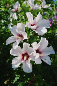 Gallery image of Marina Týnec n. L. - Kemp in Týnec nad Labem